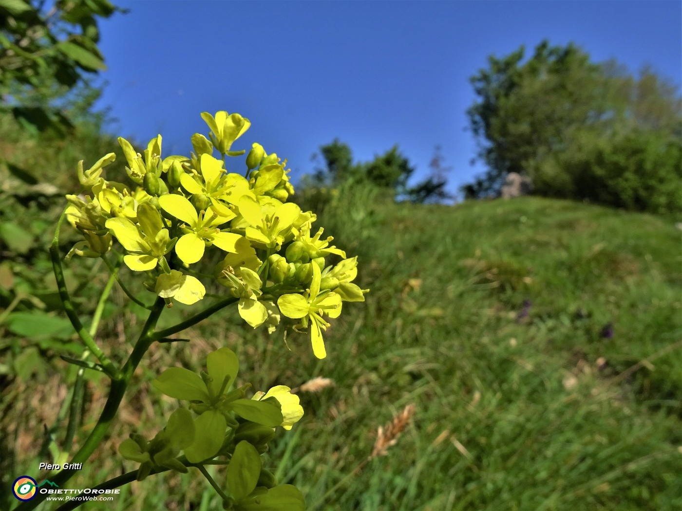 04 Biscutella laevigata (Biscutella montanina).JPG